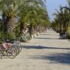 Passeggiata con palme e biciclette parcheggiate.