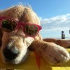 Cane riposa su una spiaggia, indossando occhiali da sole.
