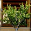 Un albero di limoni in un piccolo cortile con colonne e tetto in legno.