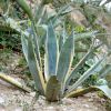 Pianta di agave su terreno roccioso inclinato, circondata da altre piante simili.